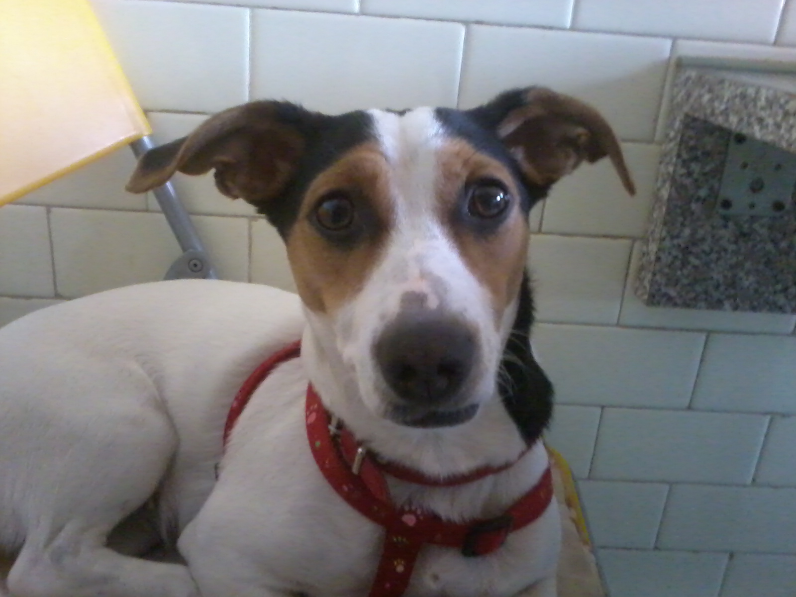 LAMU' JACK RUSSEL - 31/03/2012